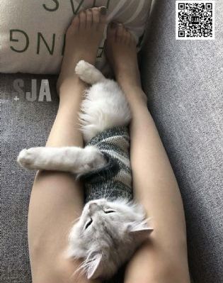 疯狂动物城_1080在线视频观看